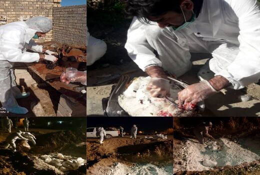شیوع  آنفلوانزای فوق حاد پرندگان در یکی از واحدهای روستایی در شهرستان دشت آزادگان