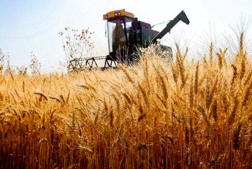 خریداری بیش از ۵۳۷ هزار تن گندم از کشاورزان کردستانی