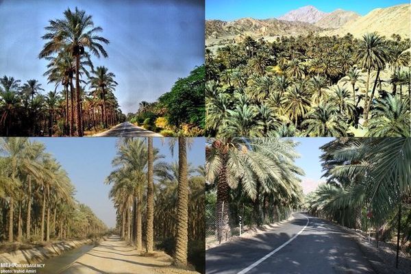 شرایط سخت باعث عدم باردهی در نخلهای استان بوشهر شده است