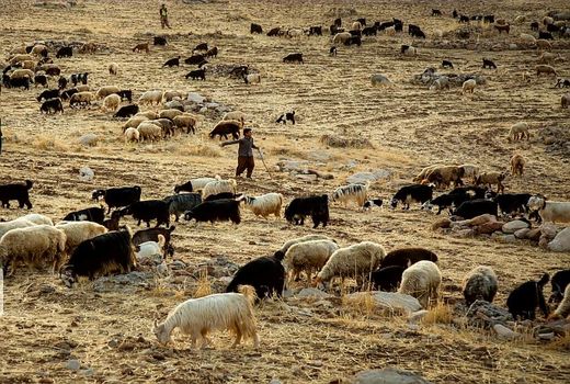  ۲۰ هزار تُن علوفه دامی، بین عشایر آذربایجان‌غربی توزیع شد