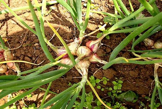 کشت موسیر برای اولین بار در استان آذربایجان شرقی