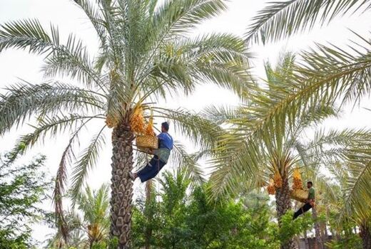 تولید ۲۱۰ هزار تن خرما در استان بوشهر
