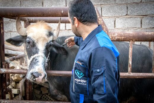 ایمن سازی دام‌های سنگین مناطق مرزی دشت آزادگان علیه بیماری تب برفکی