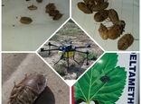 مبارزه با آفات خسارتزا در مزارع غلات شهرستان اشتهارد 