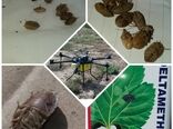 مبارزه با آفات خسارتزا در مزارع غلات شهرستان اشتهارد 