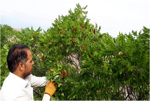 برداشت بیش از 500 تن سماق از باغات شهرستان هوراند