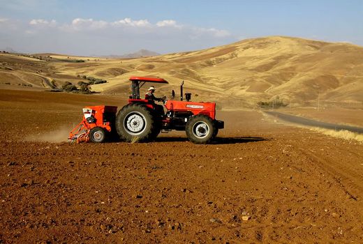 ۵۴ هزار هکتار از مزارع بوکان به کشت گندم اختصاص یافت