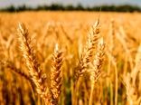 امسال کمبود بذر گندم نخواهیم داشت/ دشتستان بیشترین سهم را دارد