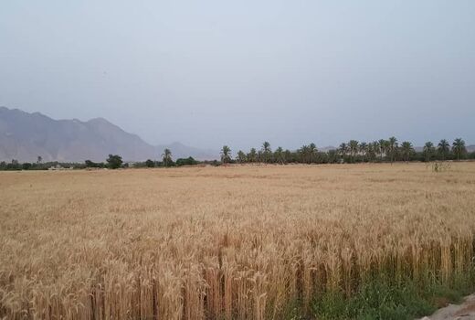 بیش از ۷۰ درصد مزارع گندم استان بوشهر در دشتستان قرار دارد 