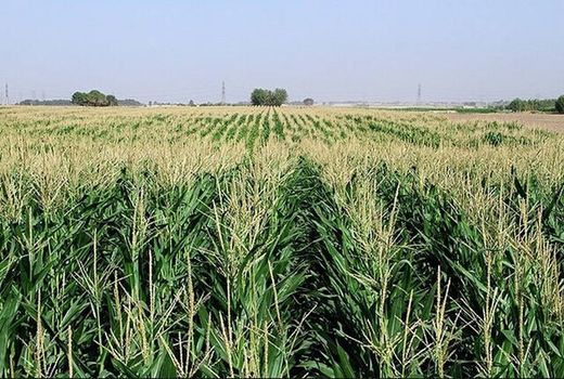 تأکید بر تغییر الگوی کشت ذرت در قزوین با هدف مقابله با کم‌آبی