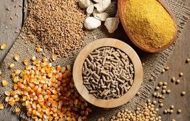 آموزش مهارتی؛ حلقه مفقوده ارتقای بهره‌وری در صنعت خوراک دام