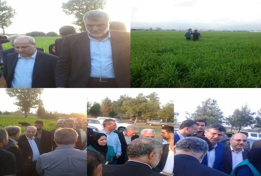 کشت خشکه‌کاری جایگزین مناسبی برای محصولات آب‌براست