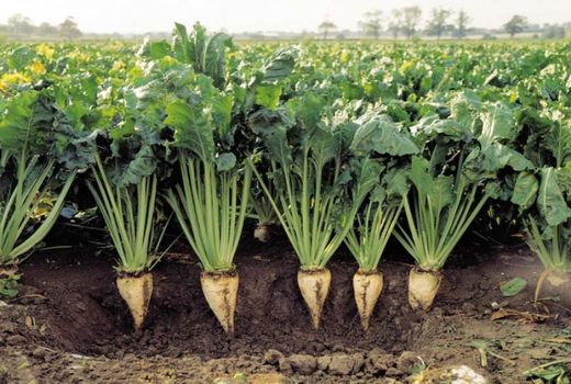 جایزه تحویل چغندرقند بهاره و پاییزه تعیین شد