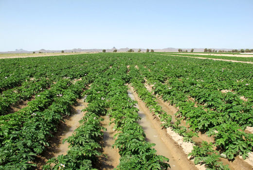 6 محصول کشاورزی سیستان وبلوچستان نشان استاندارد دریافت کردند