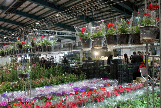 نمایشگاه گل و گیاه در تبریز گشایش یافت