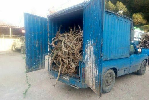 کشف 2 تن چوب قاچاق تاغ در شهرستان گرمسار