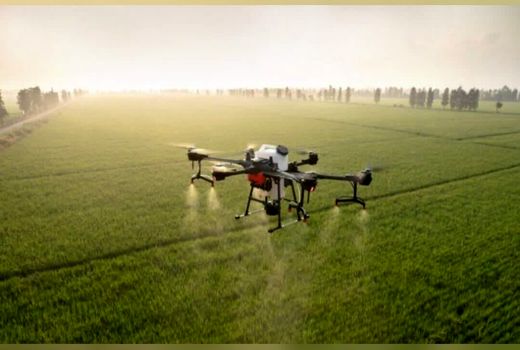 مبارزه با سن غلات در بیش از ۲۴۰ هزار هکتار از مزارع آذربایجان غربی