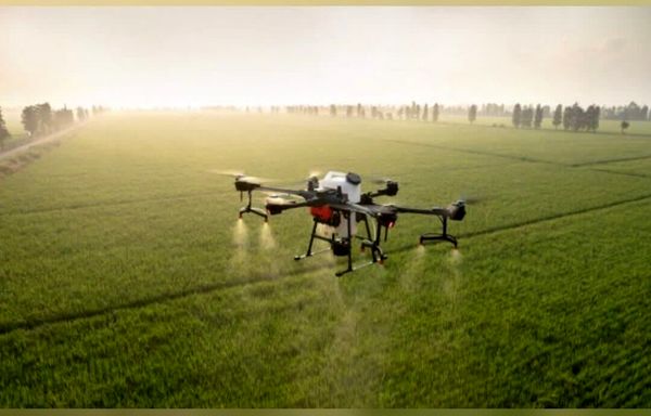 مبارزه با سن غلات در بیش از ۲۴۰ هزار هکتار از مزارع آذربایجان غربی