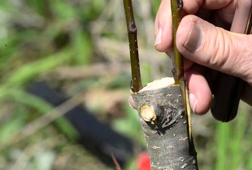 سرشاخه کاری درختان گردو در ۴۰ هکتار از باغات سامان انجام شد