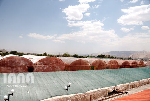 ایجاد 121هکتار گلخانه جدید در استان تهران