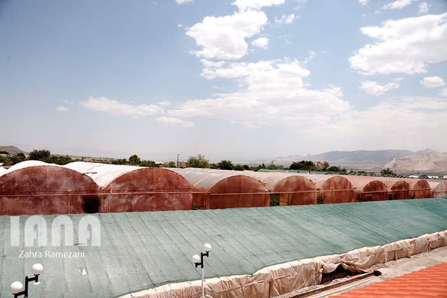 گلخانه صادراتی محلات استان مرکزی
