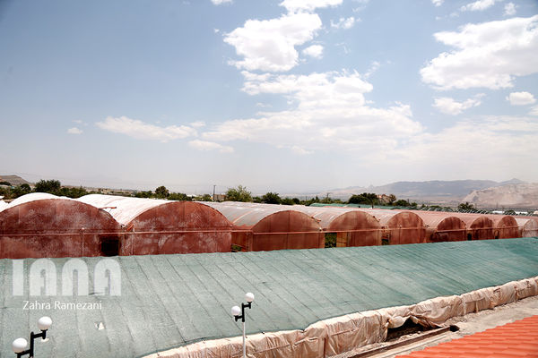 ایجاد 121هکتار گلخانه جدید در استان تهران
