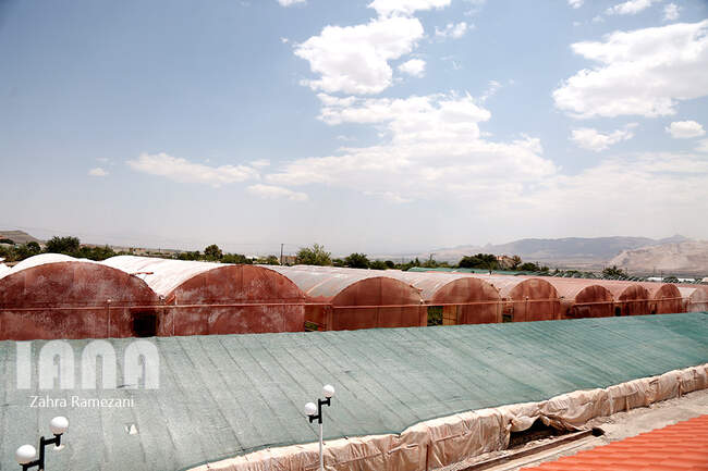 گلخانه صادراتی محلات استان مرکزی