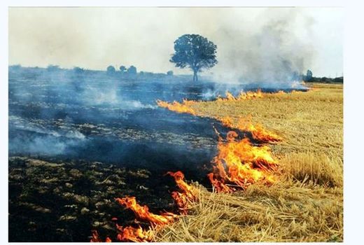 کشاورزان از آتش زدن بقایای گیاهی مزارع خودداری کنند 