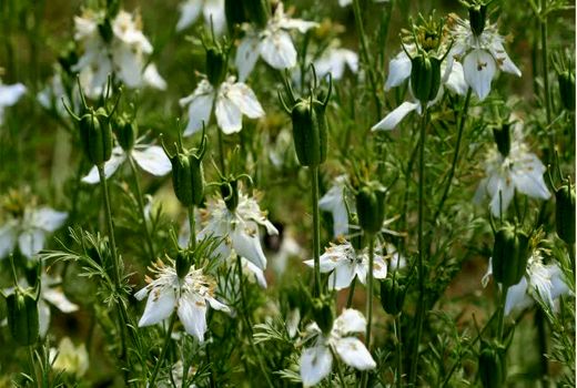 تخصیص 400 هکتار از اراضی کشاورزی خانمیرزا به کشت سیاه دانه