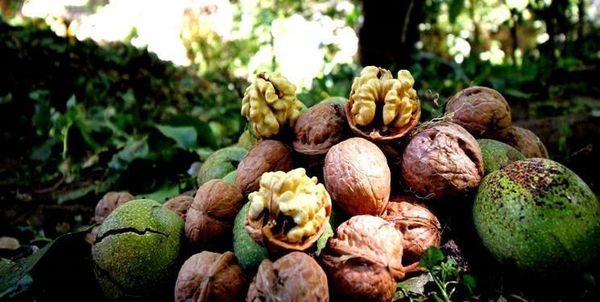 800 تن گردو در شهرستان سامان برداشت می شود