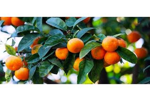 برداشت 78 هزار تنی مرکبات از باغات آمل