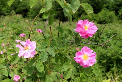 تولید 60 تنی گل محمدی در آمل