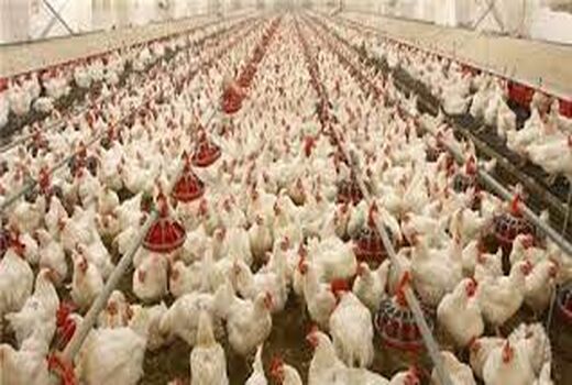 راه اندازی بزرگترین زنجیره یکپارچه تولید گوشت مرغ طیور  در دزفول