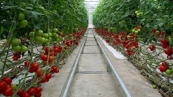 نهایی شدن مطالعات ۵ مجتمع گلخانه‌ای در خراسان جنوبی