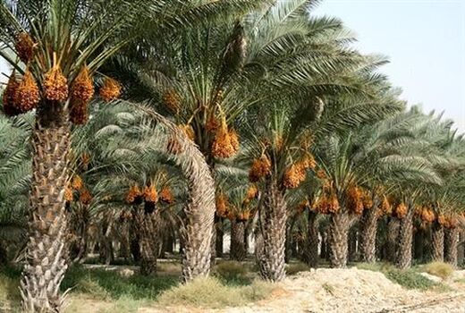خرمای خوزستان روی ریل توسعه