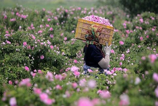 کشت گل محمدی ثبت جهانی می‌شود