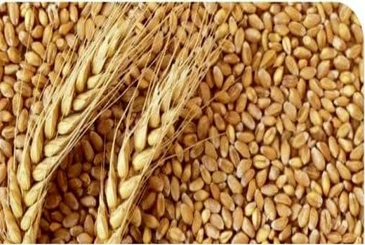 پیش بینی برداشت ۲۸ هزار و ۲۳۶ تن گندم بذری از مزارع گندم بذری استان لرستان