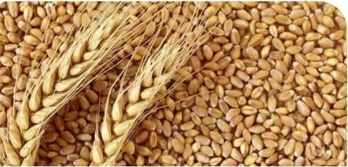 پیش بینی برداشت ۲۸ هزار و ۲۳۶ تن گندم بذری از مزارع گندم بذری استان لرستان