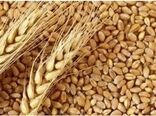 پیش بینی برداشت ۲۸ هزار و ۲۳۶ تن گندم بذری از مزارع گندم بذری استان لرستان
