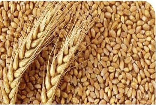 پیش بینی برداشت ۲۸ هزار و ۲۳۶ تن گندم بذری از مزارع گندم بذری استان لرستان