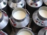 متوسط تولید سالانه بیش از 14 هزار تن شیر
