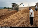 پیش‌بینی خرید 813 هزار تن گندم در استان کردستان