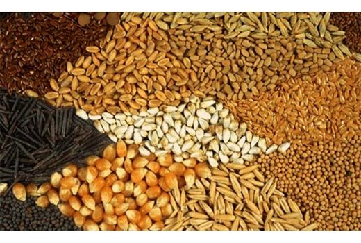 بیش از ۱۸ هزار تن نهاده دامی در مانه و سملقان توزیع شد