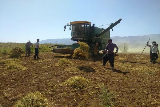پیش بینی برداشت یک هزار و 200 تن لوبیا در شهرستان اردل