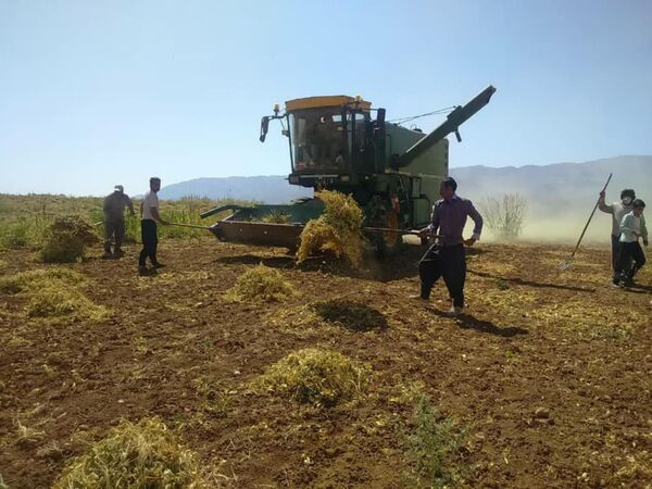 پیش بینی برداشت یک هزار و 200 تن لوبیا در شهرستان اردل