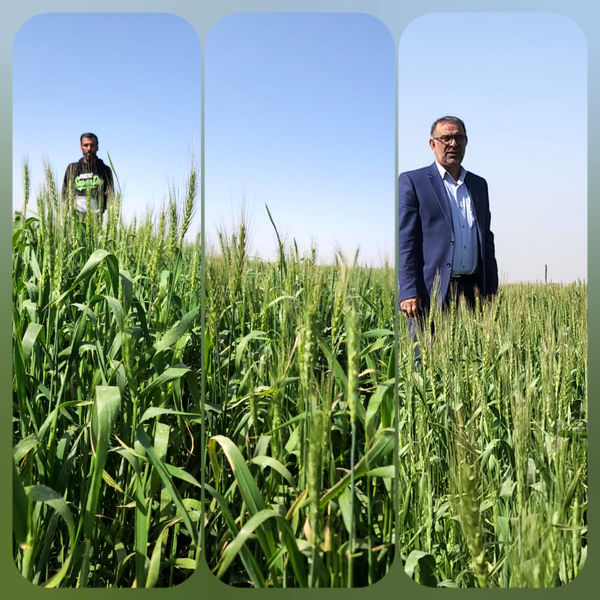 ظهور اولین خوشه های گندم در آبادان