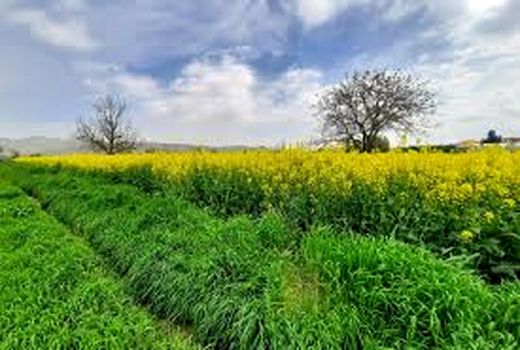 ۹۹ درصد از وجوه کلزاکاران خراسان شمالی پرداخت شد