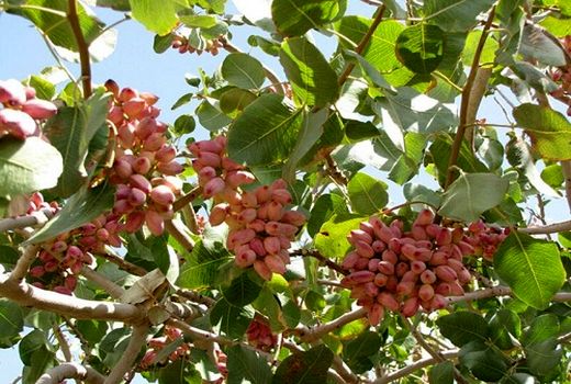 آغاز برداشت پسته نوبرانه در شهرستان سروستان