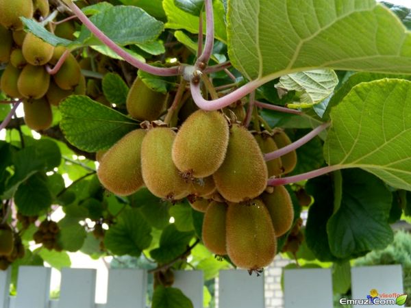 ارزآوری 82 میلیون دلاری صادرات کیوی ایران