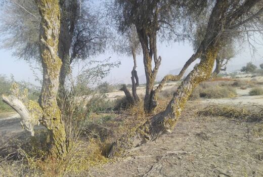ملخ‌ها به مزارع وباغات سیستان و بلوچستان خسارتی وارد نکردند